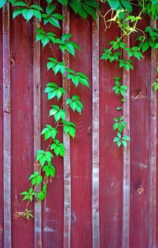 Parthenocissus branch on burgundy wooden fence (vertical image)