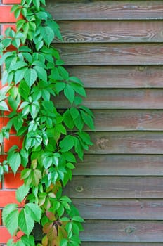 Curly Parthenocissus on the background of a wooden fence with brick pillars