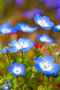 Nemophila flower field, blue flowers in the garden