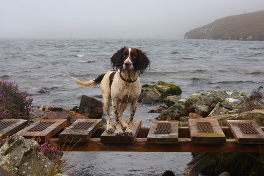 wet working type english springer spaniel stood on a bridge by a lake