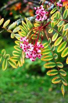 Beautiful pink flowers