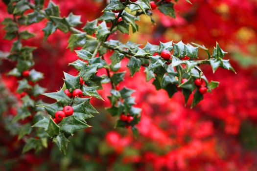 red berries with green leaves