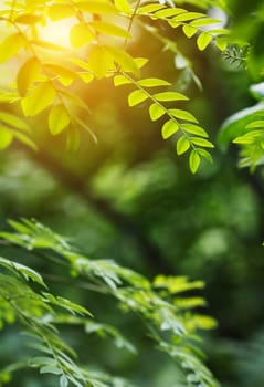 green leaf in spring