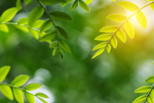 green leaf in spring