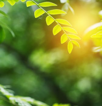 green leaf in spring