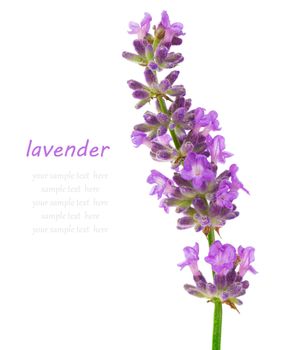 Bunch of lavender on a white background.