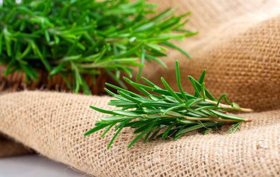 tied fresh rosemary on the burlap, over white background