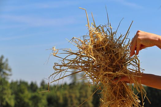 Photo shows woman and straw in the summer