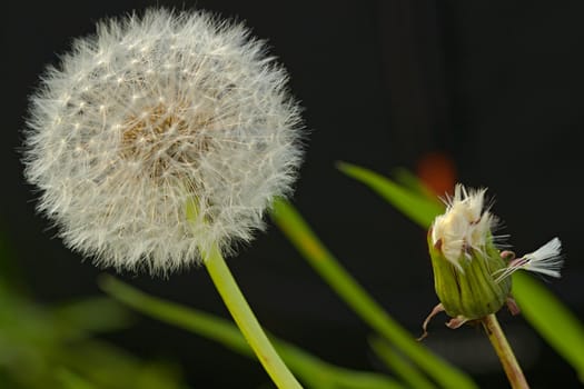 Photo shows deatils of white dandelion with black background.