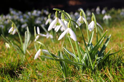 Photo shows details of colourful flowers in the garden.