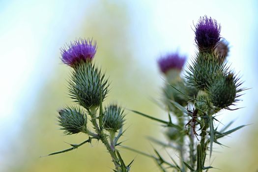 Photo shows details of a violet thistle in the garden.