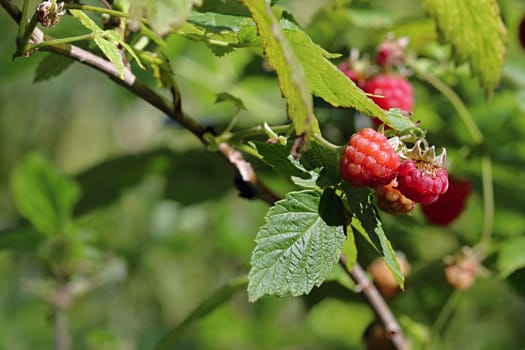 Photo shows details of red raspberries in the wood.