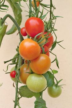 Photo of Colourful Tomatoes in the Garden made in the late Summer time in the Czech republic, 2013