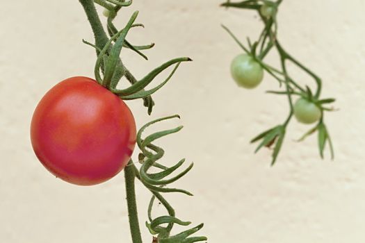 Photo of Colourful Tomatoes in the Garden made in the late Summer time in the Czech republic, 2013