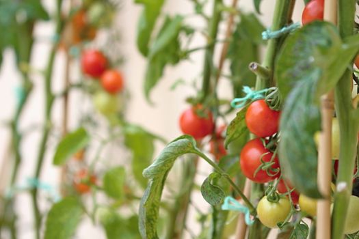 Photo of Colourful Tomatoes in the Garden made in the late Summer time in the Czech republic, 2013