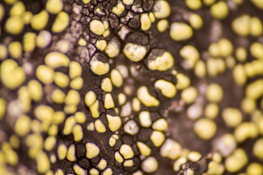 Arctic prairie plants - backgrounds of polar bald mountain macro shooting. summer