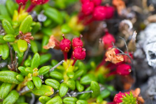 Arctic prairie plants - backgrounds of polar bald mountain macro shooting. summer