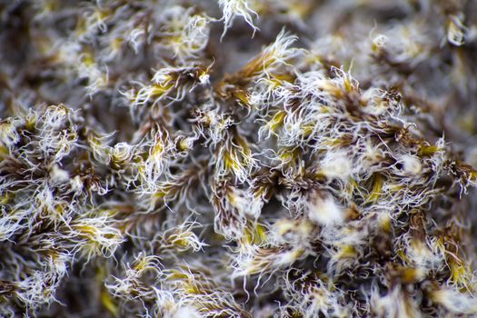 Arctic prairie plants - backgrounds of polar bald mountain macro shooting. summer