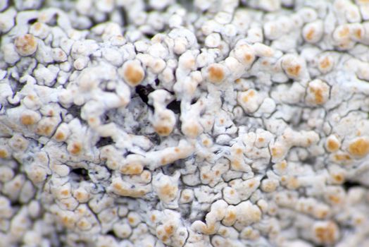 Arctic prairie plants - backgrounds of polar bald mountain macro shooting. summer