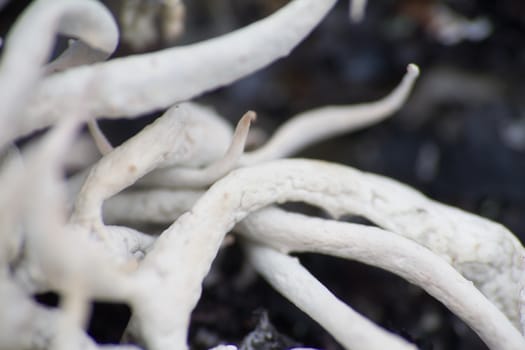 Arctic prairie plants - backgrounds of polar bald mountain macro shooting. summer