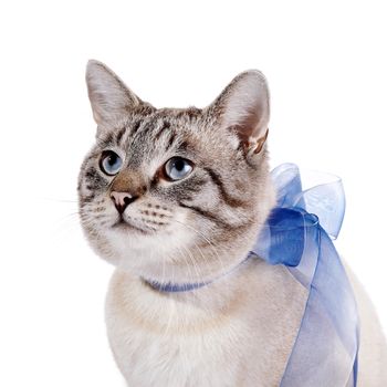 Striped blue-eyed cat with a blue tape. Cat with a bow. Portrait of a striped blue-eyed cat. Striped cat. Striped not purebred kitten. Small predator. Small cat.