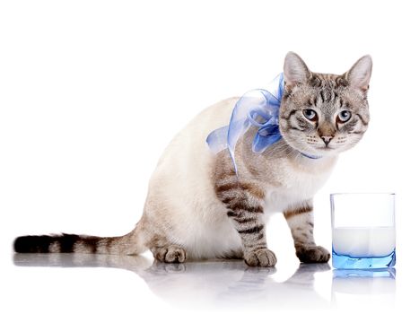 Striped cat with a blue bow and a glass of milk. Striped cat. Striped not purebred kitten. Small predator. Small cat.