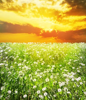 Beautiful dawn over field with dandelions