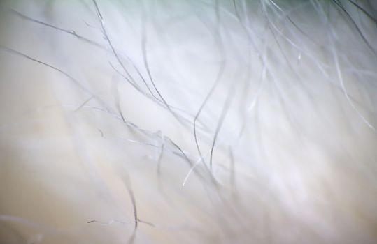 Arctic prairie plants - backgrounds of polar bald mountain macro shooting. summer