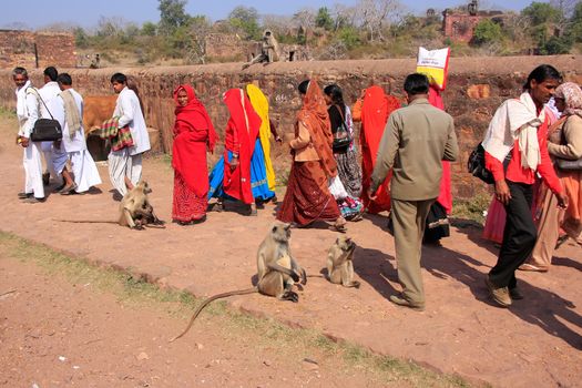Local people walking around Ranthambore Fort amongst gray langurs, Rajasthan, India