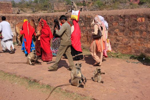 Local people walking around Ranthambore Fort amongst gray langurs, Rajasthan, India