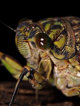 Macro photo of a cicada (Tibicen pruinosus) with selected focus