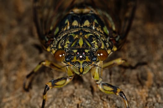 Macro photo of a cicada (Tibicen pruinosus) with selected focus