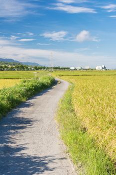 Landscape of paddy farm under blue sky in Hualien, Taiwan, Asia.