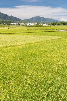 Landscape of paddy farm under blue sky in Hualien, Taiwan, Asia.