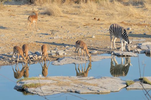 Impalas and zebra in the Etosha National Park
