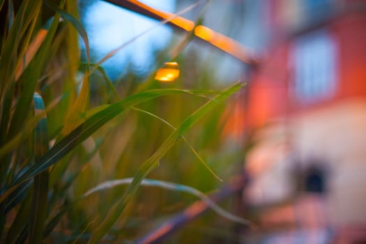 View of bokeh lawn at sunset