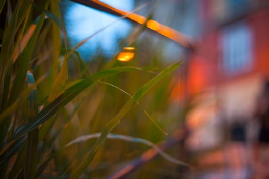 View of bokeh lawn at sunset