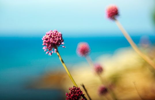 Close up of delicious Alium cepa flower