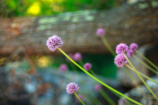 Close up of delicious Alium cepa flower