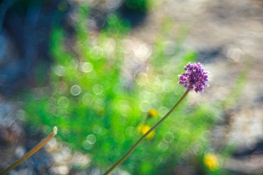 Close up of delicious Alium cepa flower