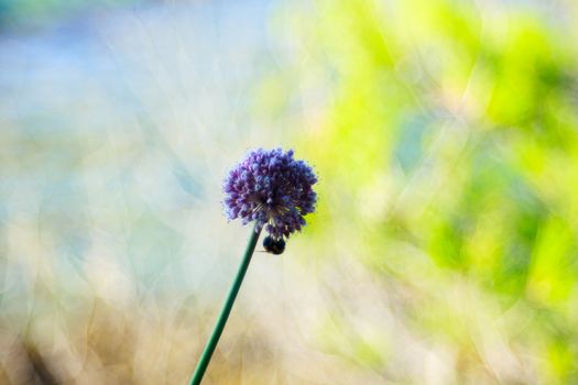 Close up of delicious Alium cepa flower