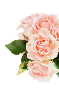 Bunch of Beauty Cream Pink Roses with Leafs and Bud isolated on white background 