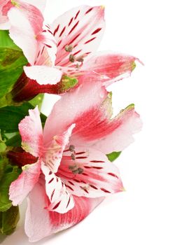 Flower Heads of Beauty Pink Alstroemeria with Leafs isolated in white background