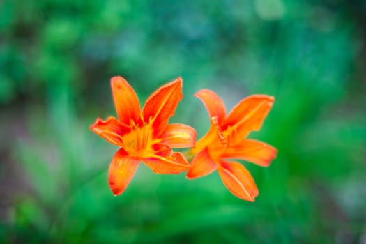 Close up of nice Hemerocallis flower in the garden