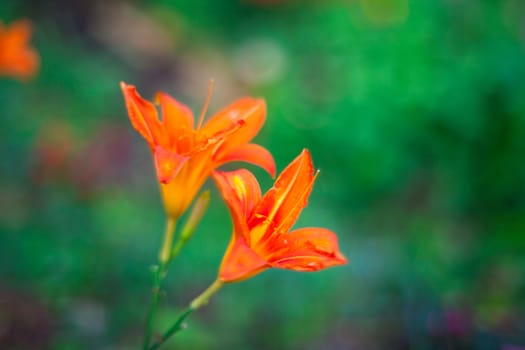 Close up of nice Hemerocallis flower in the garden