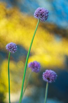 Close up of delicious Alium cepa flower