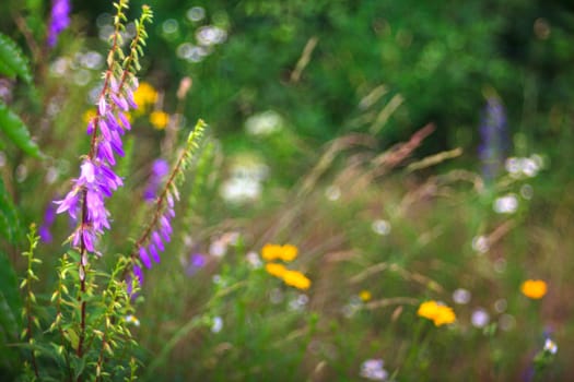 View of Campanula flowers in the countryside