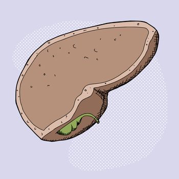 Human liver cross section and gall bladder