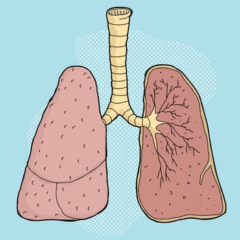 Cartoon of human lungs with cross section lobes