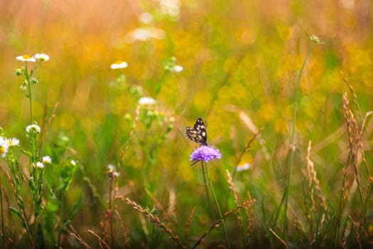 View of butterfly on countryside flowers